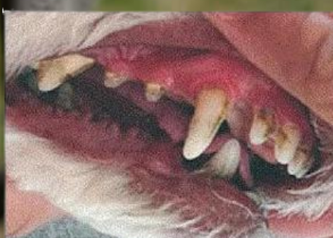 Dientes con sarro antes de PlaqueOff