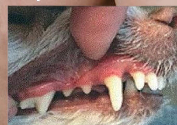Dientes limpios después de PlaqueOff