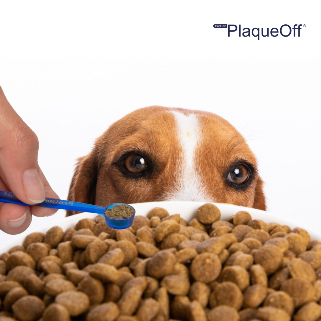 Perro recibiendo PlaqueOff en su plato